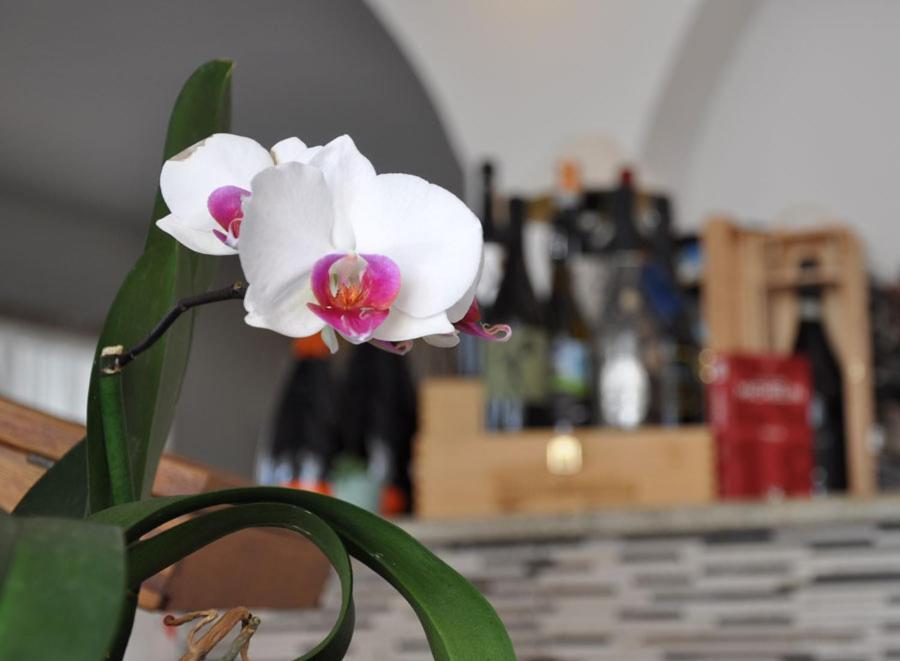 Hotel Torre Celle Ligure Dış mekan fotoğraf